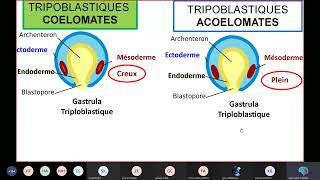 Séance 2 Biologie animale Embranchement des Protozoaires [upl. by Bloem]