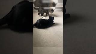 Cats vs Cucumbers The Ultimate Showdown FunnyCats CatPranks [upl. by Tharp]