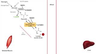 Cori Cycle  Lactic Acid Metabolism  Purpose and Importance in Anaerobic Metabolism [upl. by Cheney191]