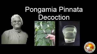 Pongamia pinnata decoction  Kanuga Kashayam  Dr Khadar  Dr Khadar lifestyle [upl. by Kincaid]