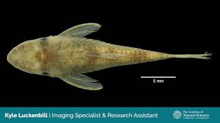 Virtual Collection Tour Ichthyology Extending a Specimen [upl. by Yerot301]