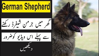 German Shepherd Facts That You Dont Know in URDU  DOGS IN HINDI URDU [upl. by Sprung]