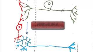 2 Types of Neurons and the Reflex Arc [upl. by Gerson]