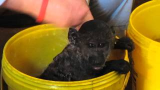 Bathing a rescued baby baboon [upl. by Melda]