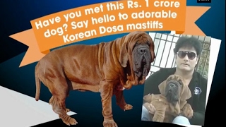 Have you met Rs 1 crore dog Say hello to adorable Korean Dosa mastiffs  Bengaluru News [upl. by Eignav]