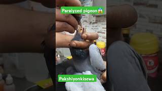 Paralyzed pigeon treatment hospital 🏥 😢 😪 paralyzedpigeon treatment birds savebird short 🙏🙏 [upl. by Gorga]