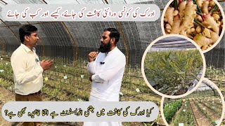 Ginger farming ادرک کی کاشتکاری step by step complete guide Ginger crop cultivation IR FARM [upl. by Ronile]