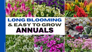 Top 15 Easy Care and Long Blooming Annuals  15 Best Annual Flowers That Can Tolerate Full Sun [upl. by Eidnahs]