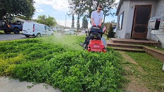 OVERGROWN Lawn INFESTED With Clover Gets A Satisfying CLEANUP [upl. by Ttehc]