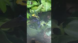 Dart frog dartfrog [upl. by Ecinev]