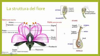 Il Regno delle piante la riproduzione [upl. by O'Toole]