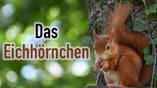 Fantasiereise  Das Eichhörnchen  für Kinder amp Erwachsene Traumreise Entspannungsgeschichte [upl. by Upshaw]