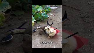 Chiki fight korloyoutube funny shorts [upl. by Nohtanoj567]