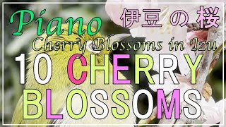 Cherry Blossoms 10  Sakura amp Mejiro Zosterops Japonicus piano titled Romance VII quotFirst Lovequot [upl. by Heuser]