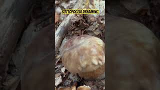 Il bosco incantato nasconde porcini come pepite d’oro funghiporcini nature porcini shortsvideo [upl. by Jarred]