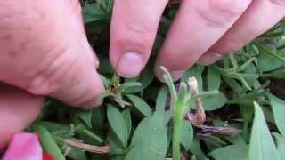 How to Collect Petunia Seeds [upl. by Harol]