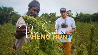 Pure Sativa Landrace preservation and Pheno hunt with Rastafari Church in Antigua  Humboldt Seed Co [upl. by Anaib]