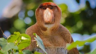 UZUN BURUNLU MAYMUN PROBOSCIS MAYMUNU proboscismonkey hayvan maymun [upl. by Tarrance6]