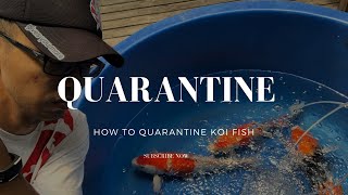 HOW TO QUARANTINE NEW KOI FISH [upl. by Mikihisa]