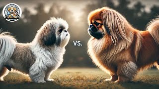 Shih Tzu vs Pekingese Small Dogs Big Battle of Strength and Spirit [upl. by Eversole196]