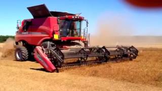 Case IH 9230 harvesting clover [upl. by Arral]