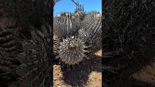 Link in the comments Searching for beautiful Copiapoa cinerea cactus in habitat to show you 🤩 [upl. by Loraine876]