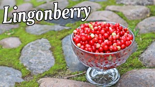 LINGONBERRY  Blueberrys Delicious Cousin  Weird Fruit Explorer [upl. by Rebliw417]