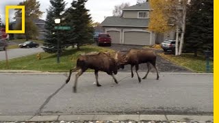 Watch Moose Fight in a Quiet Alaska Suburb  National Geographic [upl. by Gurevich]