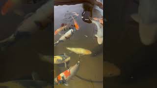 Just my koi koi ponds fish shiro showa [upl. by Hasina]