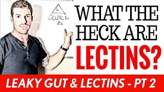 What Are Lectins amp Why are They Bad  Leaky Gut amp Lectins  Pt 2 [upl. by Bascio]