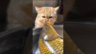 Cat and fish cat fish catandfish catfish youtubeshorts shorts shortvideo trending short [upl. by Jaret]