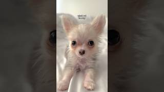 What does my teacup Chihuahua eat in a day 🐾❤️ [upl. by Biancha]