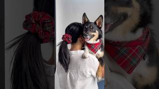 Cutest Dog Photoshoot Ever 🐶 Scrunchie Bandanas dogslife cutedogs smallbusinessphotoshoot [upl. by Eusassilem12]