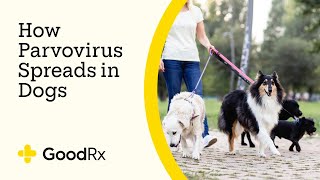 How Parvo Spreads in Dogs — and How to Prevent the Infection  GoodRx [upl. by Ainorev422]