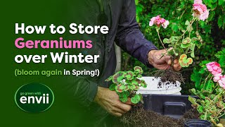 Complete Guide to Overwintering Geraniums [upl. by Litsyrk775]