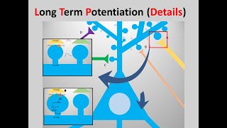 longterm potentiationLTP details [upl. by Ramaj]