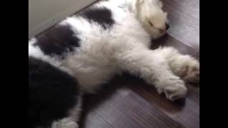 Cute Old English Sheepdog Puppy Dreaming [upl. by Olsson]