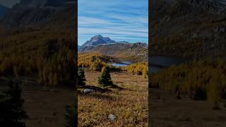 Healy Pass  Sep 28 2024 banff hiking mountains [upl. by Bogart792]