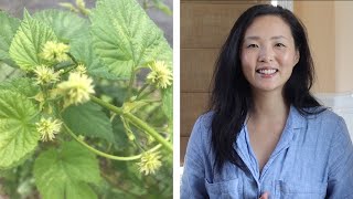 Little Known Health Benefits of Hops Humulus lupulus [upl. by Llevaj]