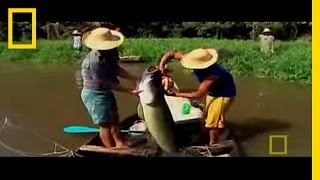 Monster Fish of the Amazon  National Geographic [upl. by Andre917]