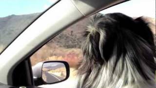 Australian Shepherd Herding [upl. by Euqinay]