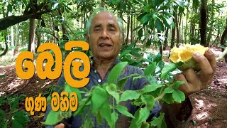 බෙලි වල විශ්මිත ගුණය Value of Bael fruit [upl. by Nylimaj820]