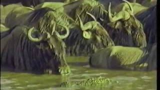 Nile Crocodiles on the Grumeti River  The Nature of Things with David Suzuki 1991 F [upl. by Frager]