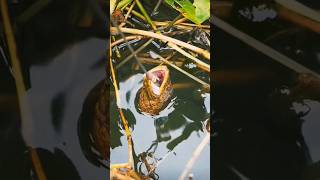 bite of eel hookfishing viralvideo underwater FishinghuntingSk [upl. by Knick219]