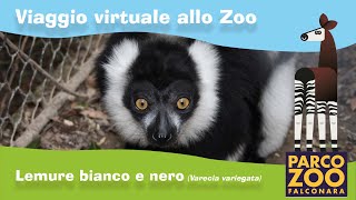 Lemuri bianchi e neri Varecia variegata [upl. by Lidia]