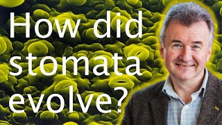 What are stomata amp how did they evolve  Alistair Hetherington 🍃👄 [upl. by Cynar]