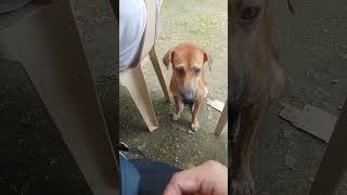 Eating Doggie at Maalat Elementary School [upl. by Atirahc]