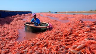 A GIGANTESCA MAIOR FAZENDA DE CAMARÃ•ES DO BRASIL  INACREDITÃVEL [upl. by Casavant]