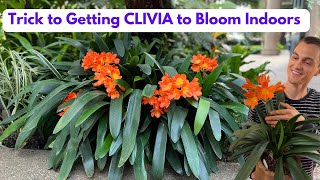 CLIVIA Houseplant  How to Grow amp Flower Root Prune C miniata  Do this in Fall [upl. by Fineberg]