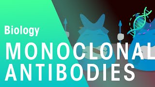 Monoclonal Antibodies  Health  Biology  FuseSchool [upl. by Matless440]